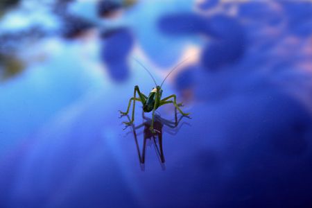 Green locust on a cowl of the car reflecting the evening skyの写真素材