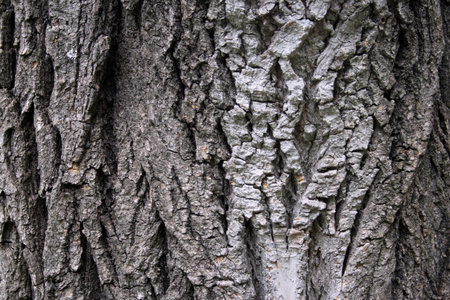 bark background