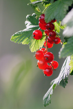 Red currant 