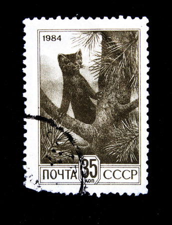 A stamp printed in USSR show russian sable circa 1984