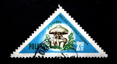 A stamp printed in Poland shows mushrooms Psalliota Campestris circa 1950sの写真素材