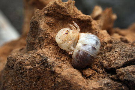 big larva of may-bug in dung