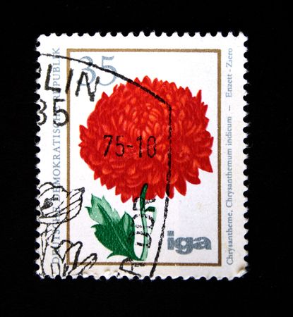 A stampprinted in GDR (East Germany) shows Chrysanthemum, one stamp from series, circa 1975の写真素材