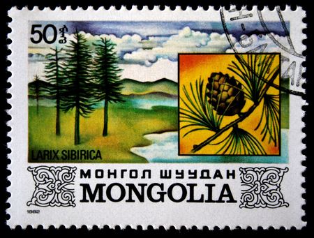 A stamp printed in Mongolia shows Larix Sibirica, one stamp from series, circa 1982の写真素材