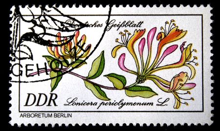 A stamp printed in GDR (East Germany) shows European honeysuckle, one stamp from series, circa 1985の写真素材