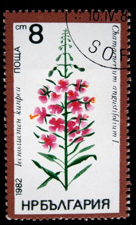 A stamp printed in Bulgaria shows Chamaenerium angustifolium, one stamp from series, circa 1982の写真素材