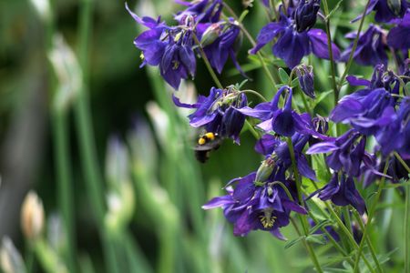  Aquilegia (Columbine) の写真素材