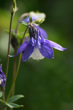Aquilegia Ã maruyamanaの写真素材