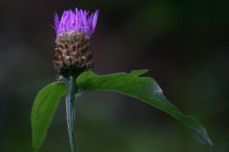 Brown Knapweed or Brownray Knapweed - Centaurea jaceaの写真素材