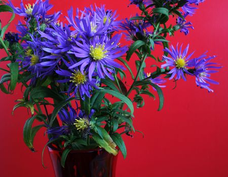alpine aster (Aster alpinus) on red backgroundの写真素材