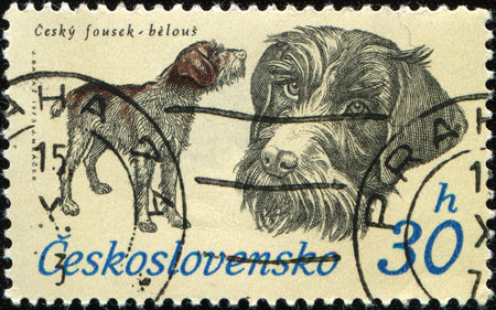 CZECHOSLOVAKIA - CIRCA 1973: A stamp printed in Czchoslovakia shows dog Cesky fousek-belous - wirehaired pointer, circa 1973の写真素材