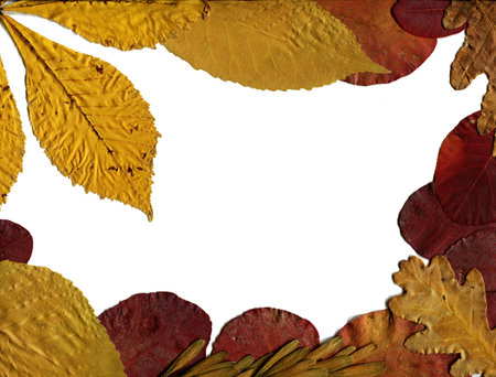 Frame from a variety dry fallen leaves