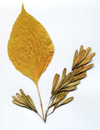 Herbarium: leaves and seeds of elmの写真素材
