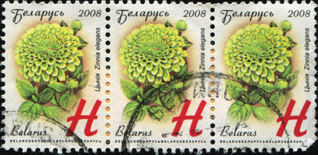 BELARUS-CIRCA 2008: A  stamp printed in Belarus shows Zinia elegans. circa 2008 の写真素材