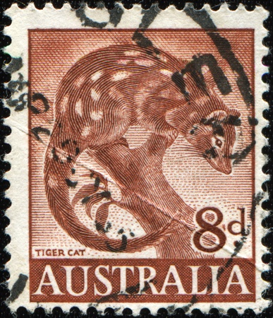 AUSTRALIA - CIRCA 1960: An Australian Used Postage Stamp shows tiger cat, circa 1960の写真素材