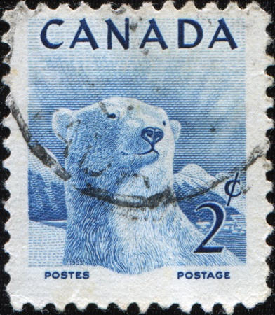 CANADA - CIRCA 1953: stamp printed by Canada, shows Polar bear, circa 1953の写真素材