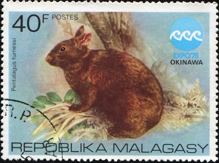 MALAGASY - CIRCA 1975: A stamp printed in Malagasy showing Amami Rabbit - Pentalagus furnessi, circa 1975の写真素材