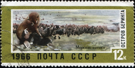 USSR - CIRCA 1966: A post stamp printed in the USSR shows Fur Seals, Bering Island, circa 1966の写真素材