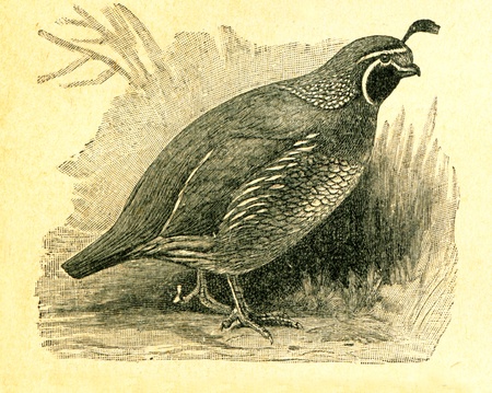 California Quail (Callipepla californica, also known as the California Valley Quail or Valley Quail). Antique engraving end of XIX century, printed in Russiaのeditorial素材