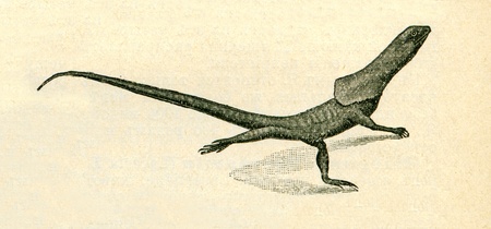 frill-necked lizard - Chlamydosaurus kingii - an illustration of the encyclopedia publishers Education, St. Petersburg, Russian Empire, 1896のeditorial素材
