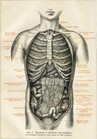 Internal organs of a human  - an illustration of the encyclopedia publishers Education, St. Petersburg, Russian Empire, 1896のeditorial素材