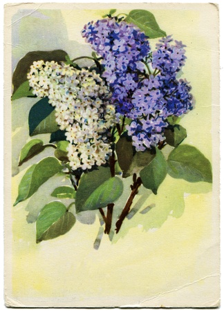 Soviet greeting card bouquet of white and blue lilac, 1966. Deleted russian congratulatory text.のeditorial素材