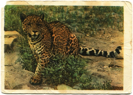 Jaguar, 1959のeditorial素材