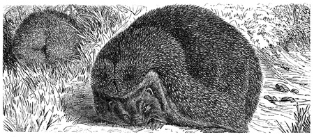 European Hedgehog,  Common hedgehog or just Hedgehog - Erinaceus europaeus - an illustration to article のeditorial素材