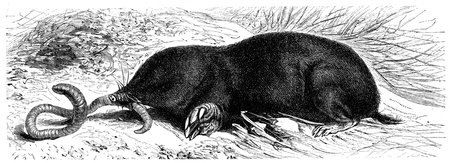 European Mole - Talpa europaea - an illustration to article のeditorial素材