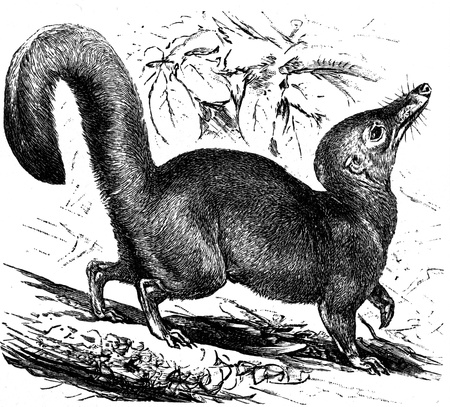 Large Treeshrew - Tupaia tana - an illustration to article のeditorial素材