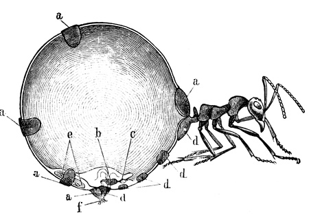 Feeding honey ant - an illustration of the encyclopedia publishers Education, St. Petersburg, Russian Empire, 1896 のeditorial素材