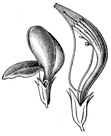 Lotus flower - an illustration of the encyclopedia publishers Education, St. Petersburg, Russian Empire, 1896 のeditorial素材