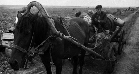 USSR - CIRCA 1975: horse harnessed to a cart, which deliver water to the peasants, working in the field,  Kursk Region, Russia,  circa 1975のeditorial素材