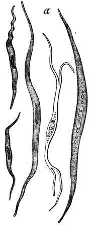 smooth muscle cells - an illustration of the encyclopedia publishers Education, St. Petersburg,...