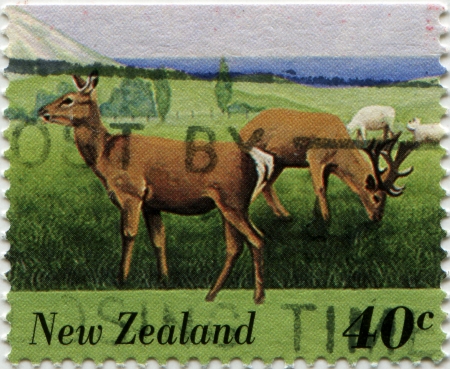 NEW ZEALAND - CIRCA 2005  A stamp printed in New Zealand shows  deer, circa 2005 の写真素材