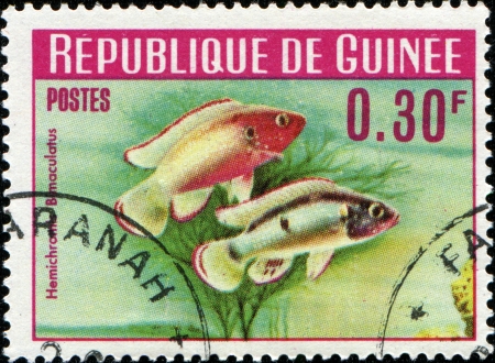 GUINEE - CIRCA 1964  A stamp printed in Guinee shows fish Jewel cichlid - Hemichromis, circa 1964 の写真素材
