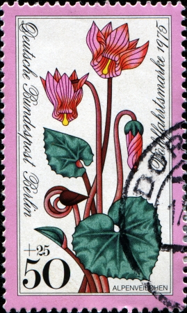 WEST BERLIN - CIRCA 1975  A stamp printed in West Berlin shows Cyclamen, Alpine Flowers series, circa 1975の写真素材