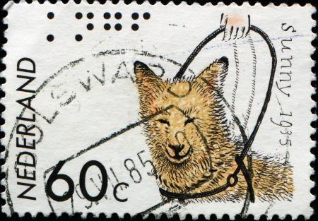 NETHERLANDS - CIRCA 1985  A stamp printed in the Netherlands honoring 50th Anniversary of Royal Dutch Guide-Dog Fund, shows Sunny, First Dutch Guide-Dog, circa 1985の写真素材