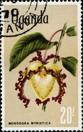 UGANDA - CIRCA 1969  A stamp printed in Uganda shows Calabash nutmeg - monodora myristica, circa 1969 の写真素材