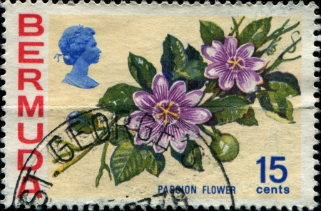BERMUDA - CIRCA 1970  A stamp printed in Bermuda shows Passiflora, known also as the passion flowers or passion vines, series, circa 1970 のeditorial素材