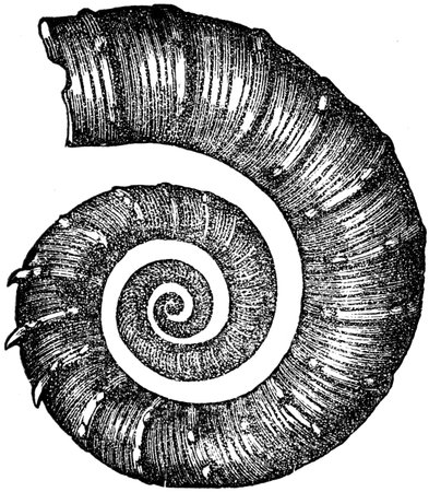 ammonite  Crioceras Duvali - an illustration to article  Cretaceous of the encyclopedia publishers Education, St  Petersburg, Russian Empire, 1896のeditorial素材