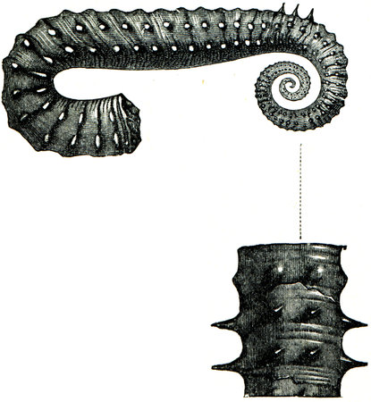 ammonite Ancyloceras Matheronianum - an illustration to article  Cretaceous of the encyclopedia publishers Education, St  Petersburg, Russian Empire, 1896のeditorial素材
