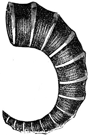 ammonite Toxoceras bituberculatum - an illustration to article  Cretaceous of the encyclopedia publishers Education, St  Petersburg, Russian Empire, 1896のeditorial素材