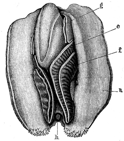 Anodonta anatina - an illustration to article  Flabby and tunicates of the encyclopedia publishers Education, St  Petersburg, Russian Empire, 1896 のeditorial素材