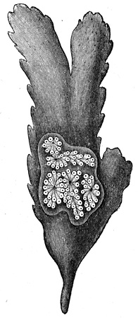 Batryllus alicans - an illustration to article  Flabby and tunicates of the encyclopedia publishers Education, St  Petersburg, Russian Empire, 1896 のeditorial素材