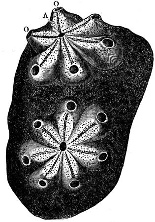 Botryllus - an illustration to article  Flabby and tunicates of the encyclopedia publishers Education, St  Petersburg, Russian Empire, 1896 のeditorial素材