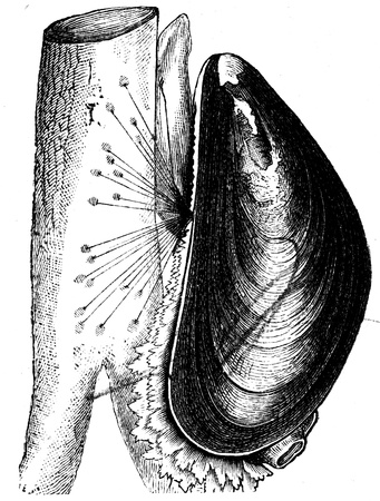 cockle - an illustration to article  Flabby and tunicates of the encyclopedia publishers Education, St  Petersburg, Russian Empire, 1896 のeditorial素材