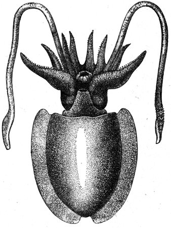 female of Sepia officialis - an illustration to article  Flabby and tunicates of the encyclopedia publishers Education, St  Petersburg, Russian Empire, 1896 のeditorial素材