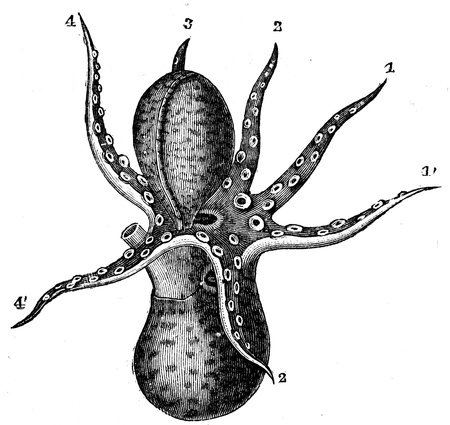male of Argonauta argo - an illustration to article  Flabby and tunicates of the encyclopedia publishers Education, St  Petersburg, Russian Empire, 1896 のeditorial素材