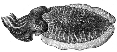 male of Sepia officialis - an illustration to article  Flabby and tunicates of the encyclopedia publishers Education, St  Petersburg, Russian Empire, 1896 のeditorial素材